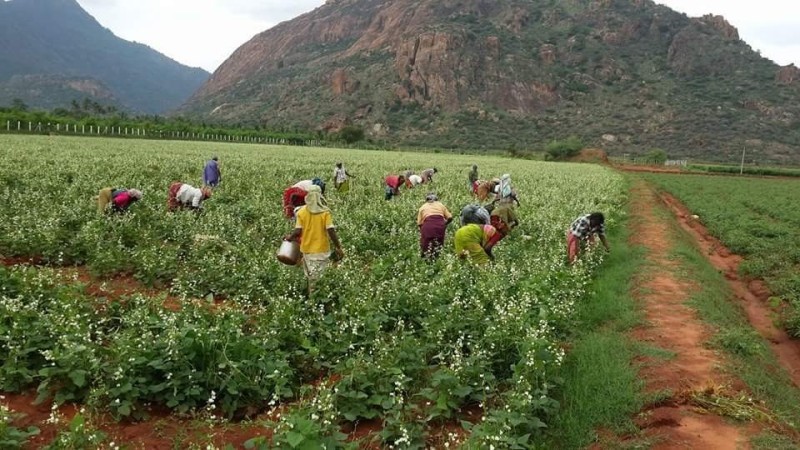 Kavithalaya Farms