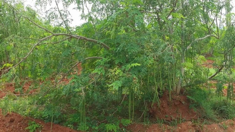 Kavithalaya Farms